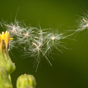spring allergies